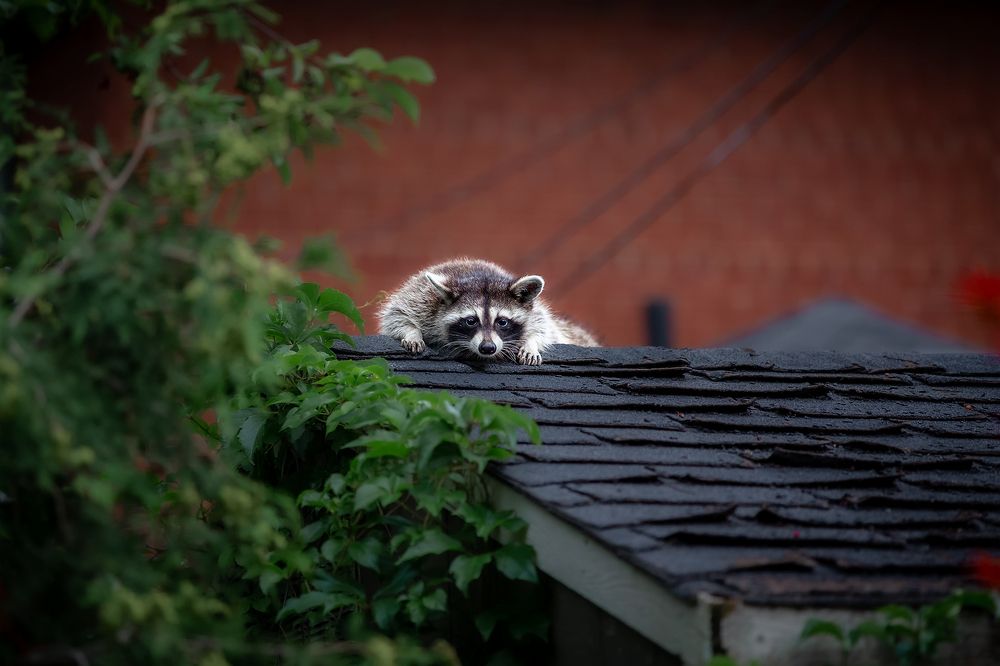 Photograph by Zhenhuan Zhou