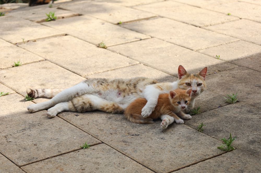 Photograph by Sharone