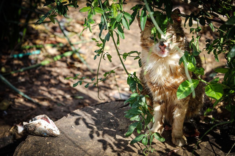 Photograph by Sharone