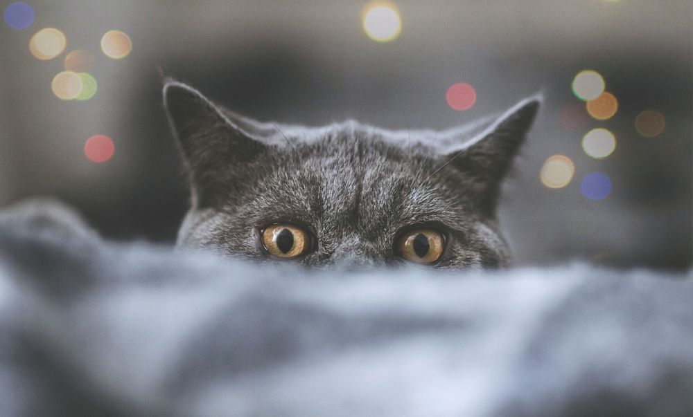 Photograph by Monika Fiba