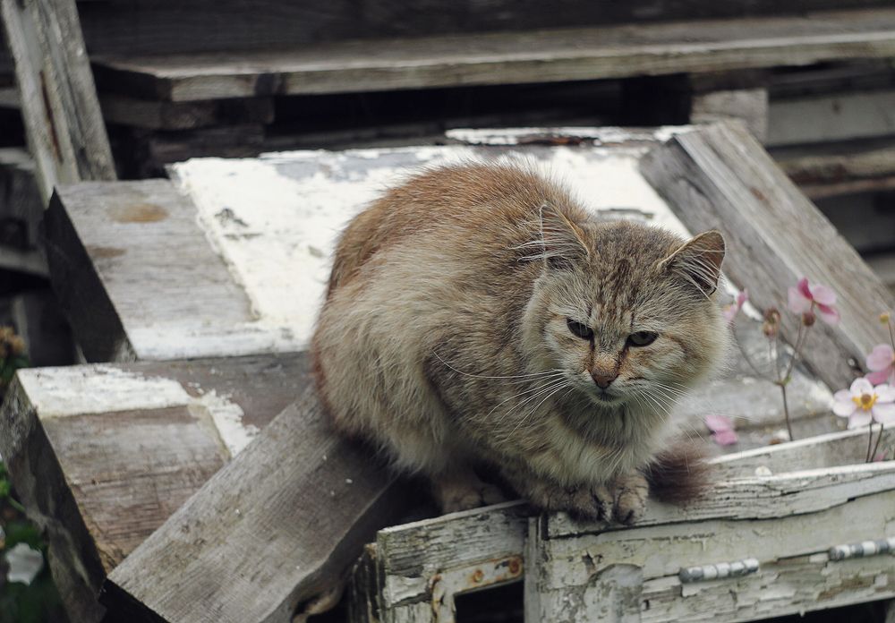 Photograph by Алена Яцун