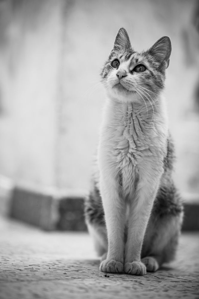 Photograph by Mohammed Rezaiguia