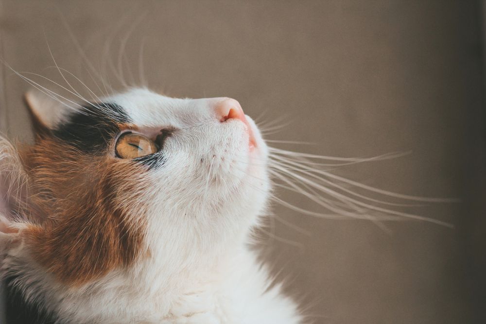 Photograph by Юлия Щетинина