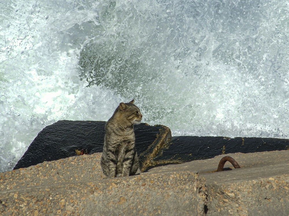 Cat @ Sea