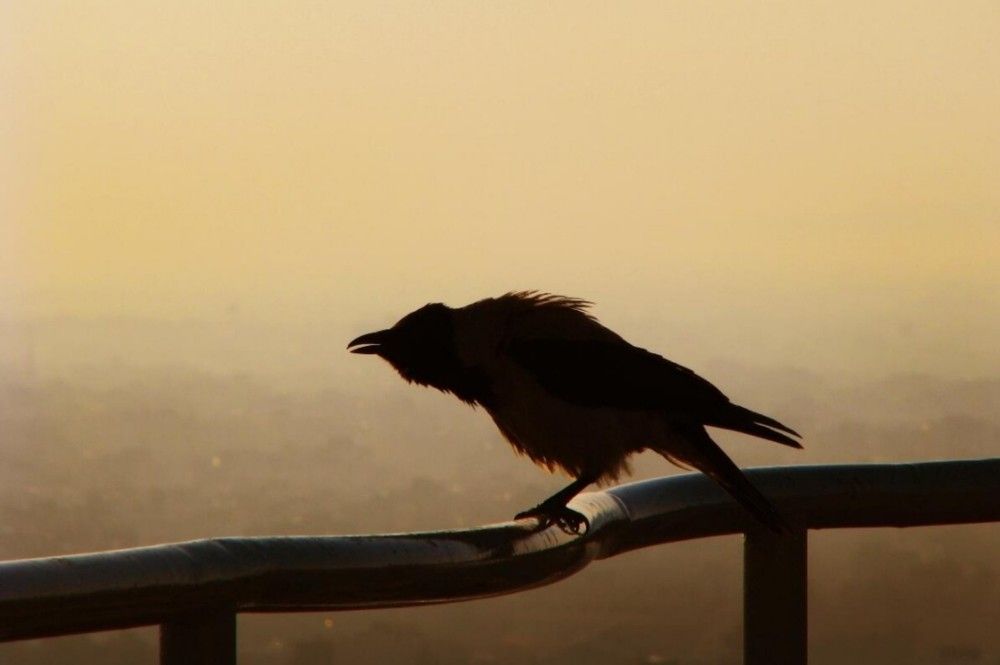 Photograph by HAMID R. ABADEH