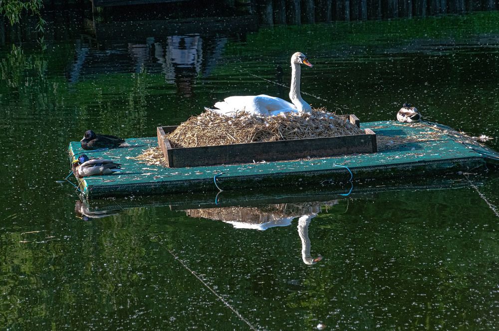 Photograph by Vladimir  Komarov