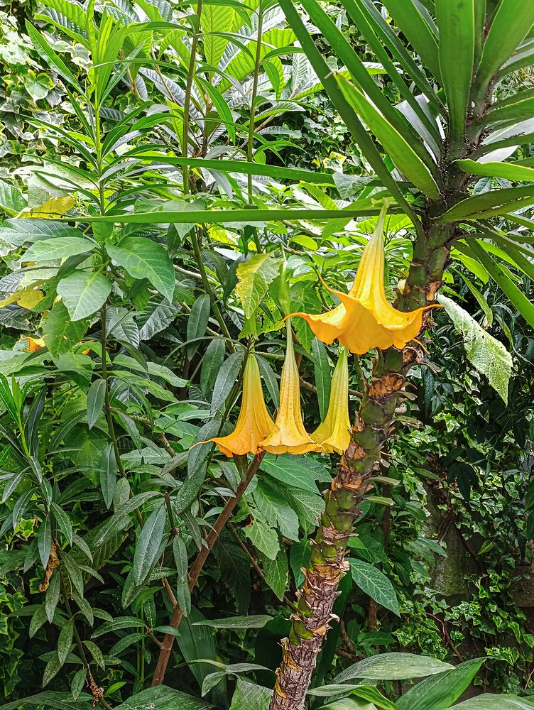 Станция. Дивный сад