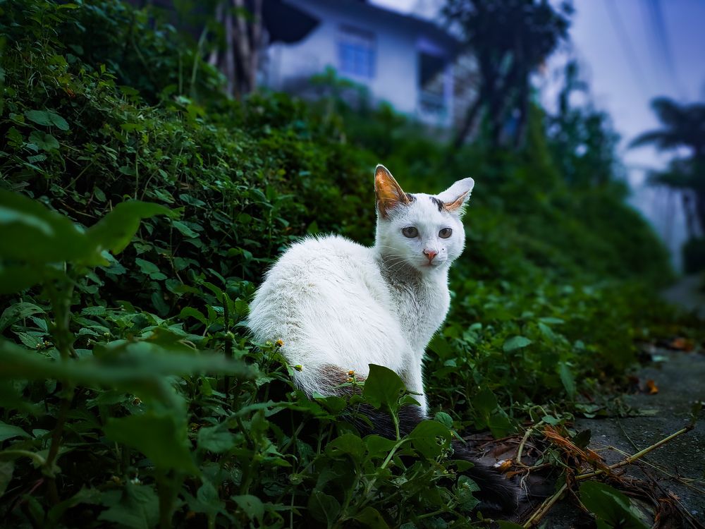 Фотография автора Sudeep Chettri