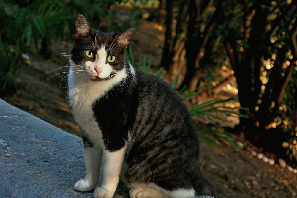 Кошачья грусть.