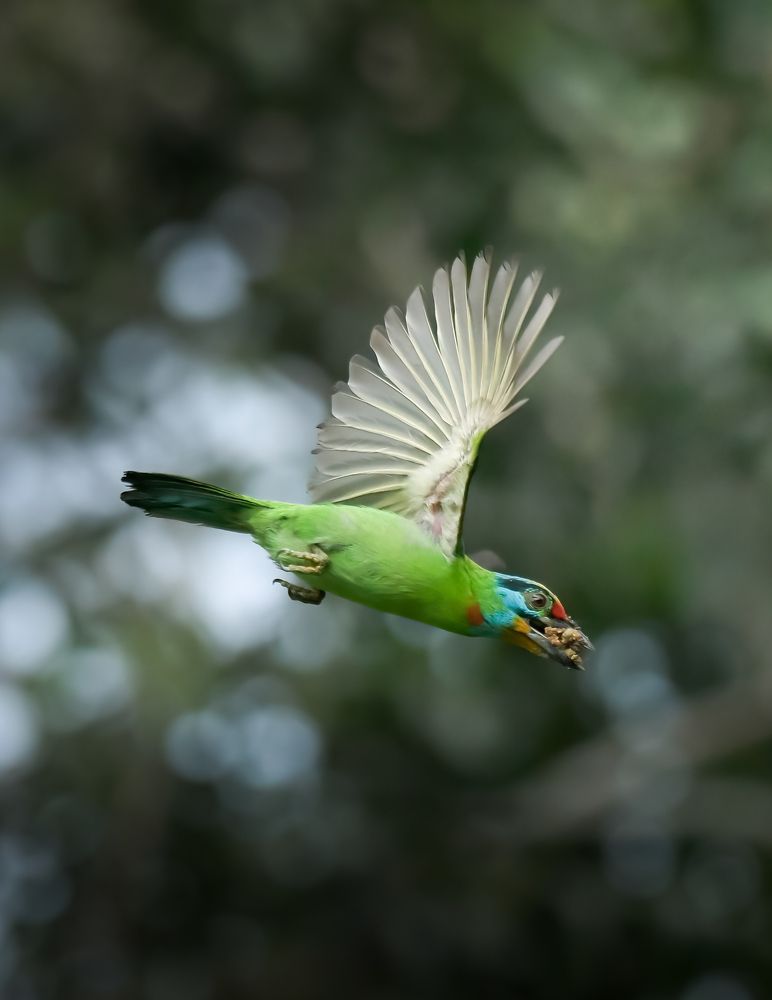 Photograph by Livines Annamalai