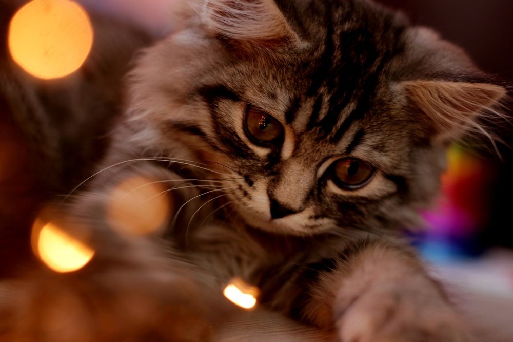 Photograph by Александра Почечуева