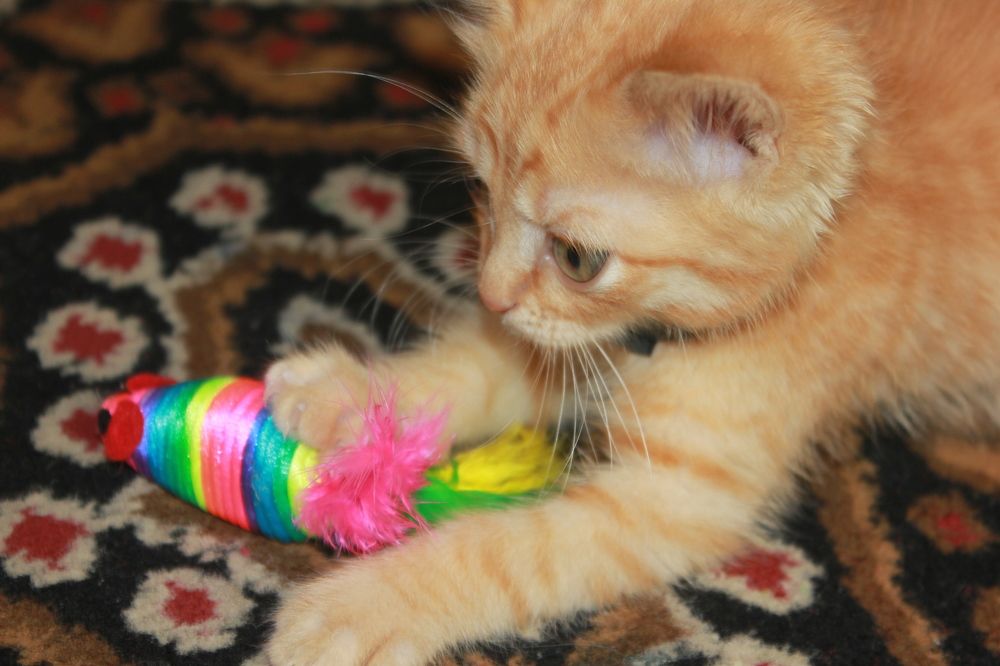 Photograph by Александра Почечуева