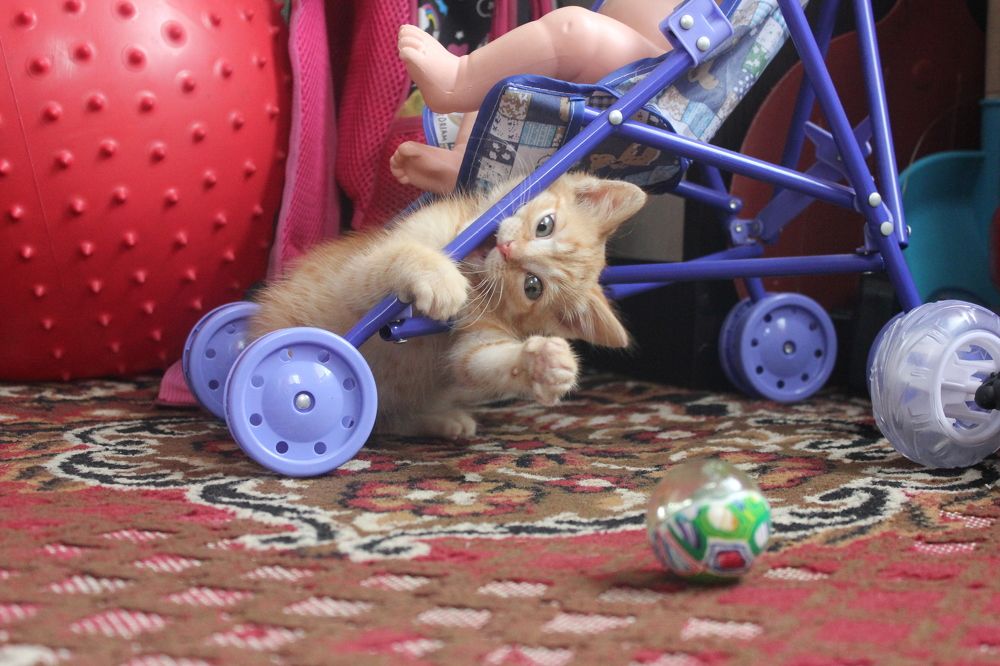 Photograph by Александра Почечуева