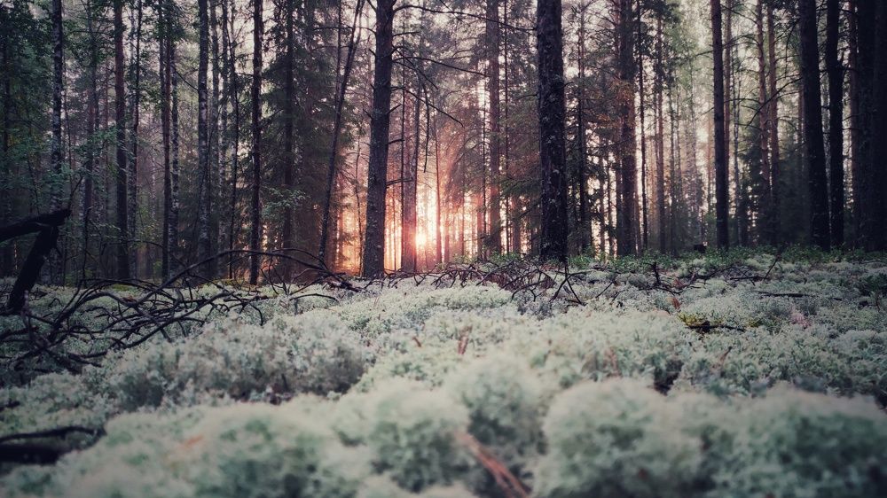 Пламя рассвета