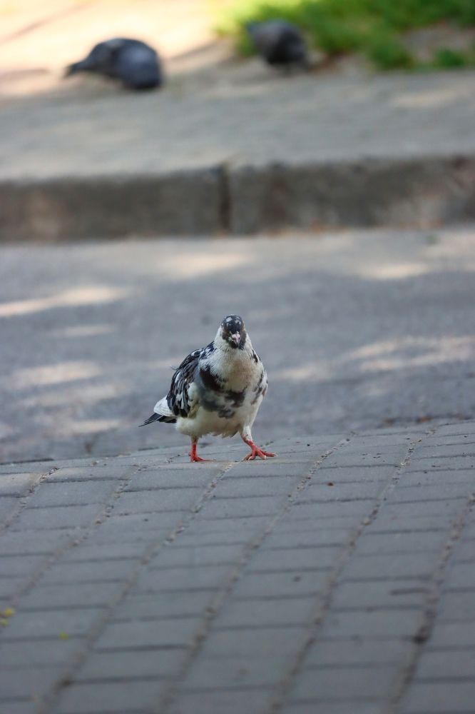 Photograph by Наталья Половая