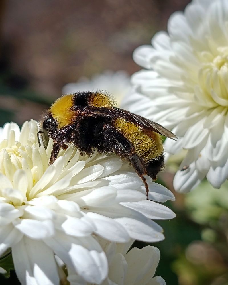 Шмель и цветы