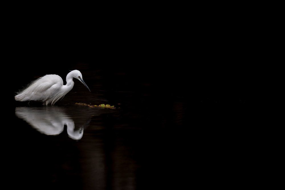 Photograph by Sekhar Kiran Krishanan