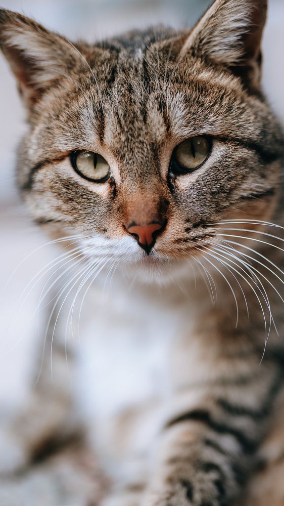 Photograph by Behnam Samipour