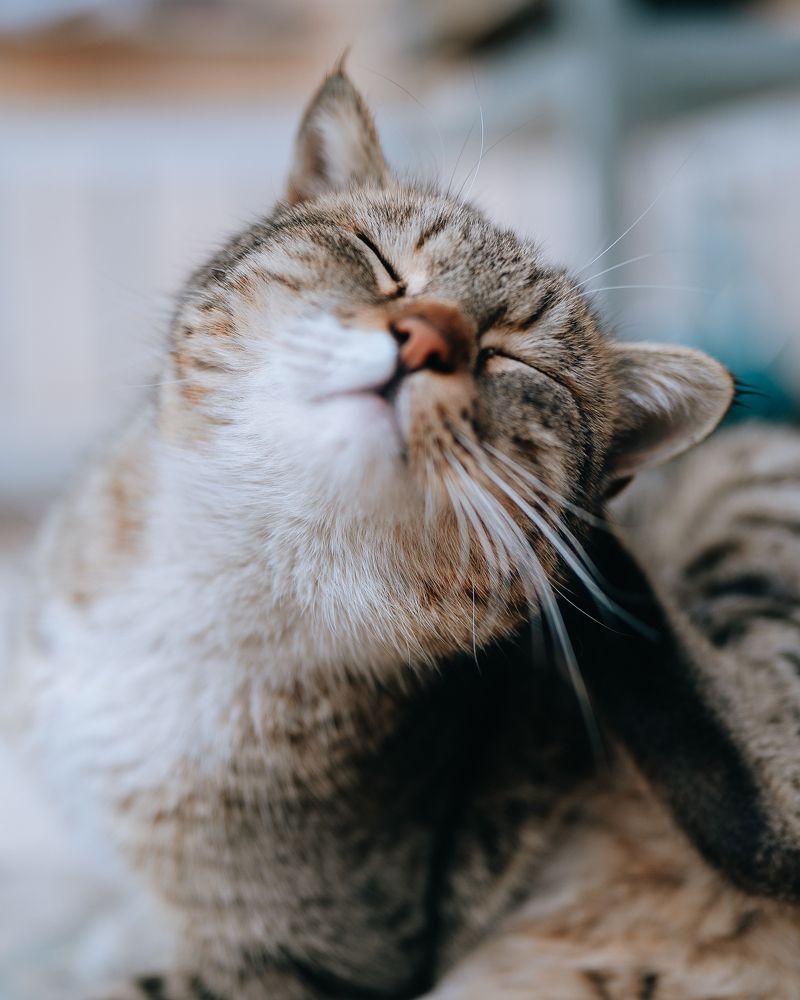 Photograph by Behnam Samipour