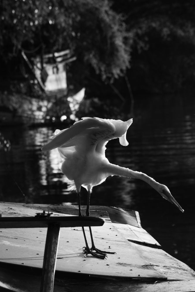 Photograph by Luiz Gustavo Campino Grunewald