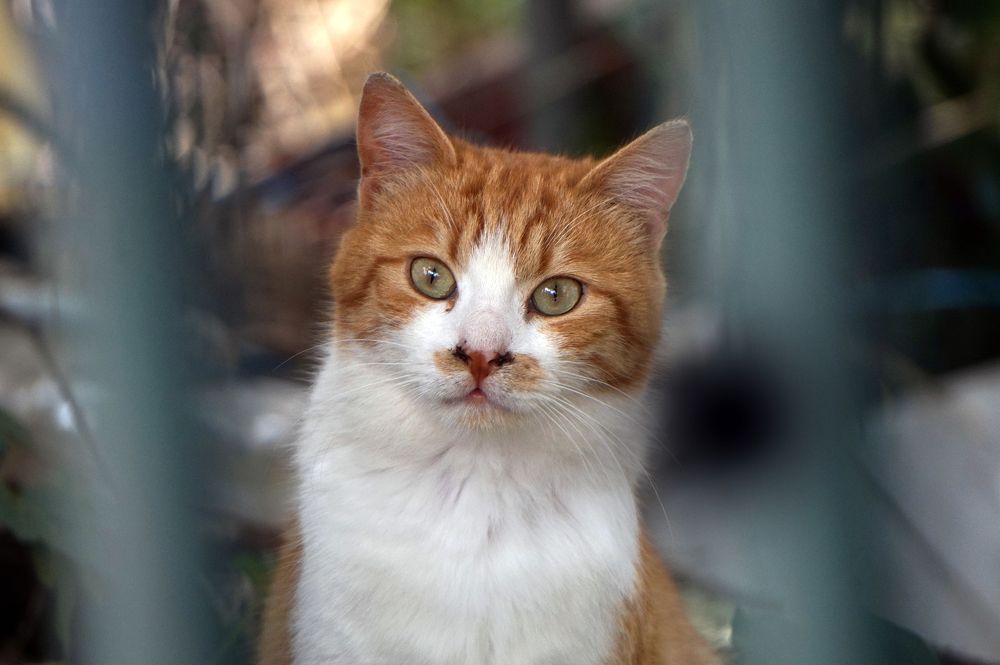 Photograph by Лена Максимкина