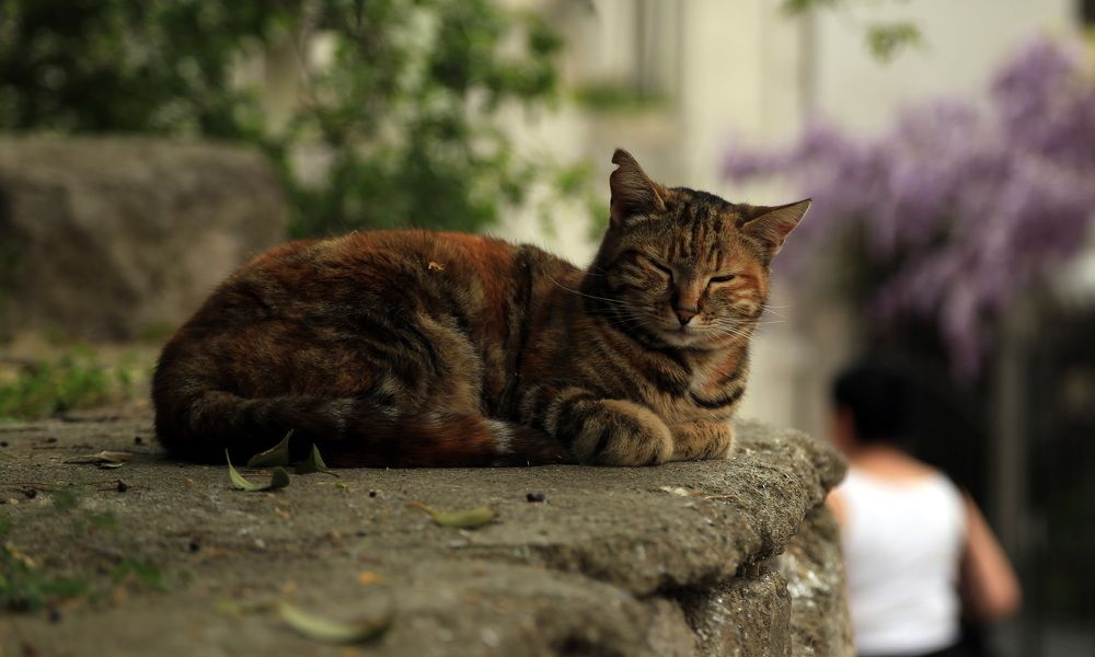 Фотография автора Ирина Якущенко