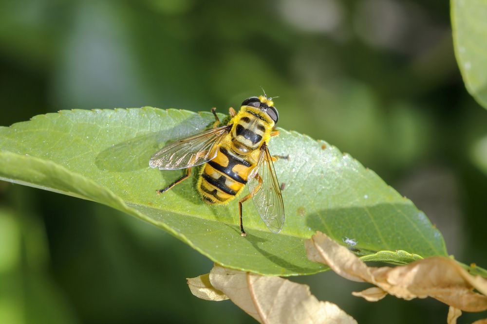 Фотография автора Cennet Gökbilen