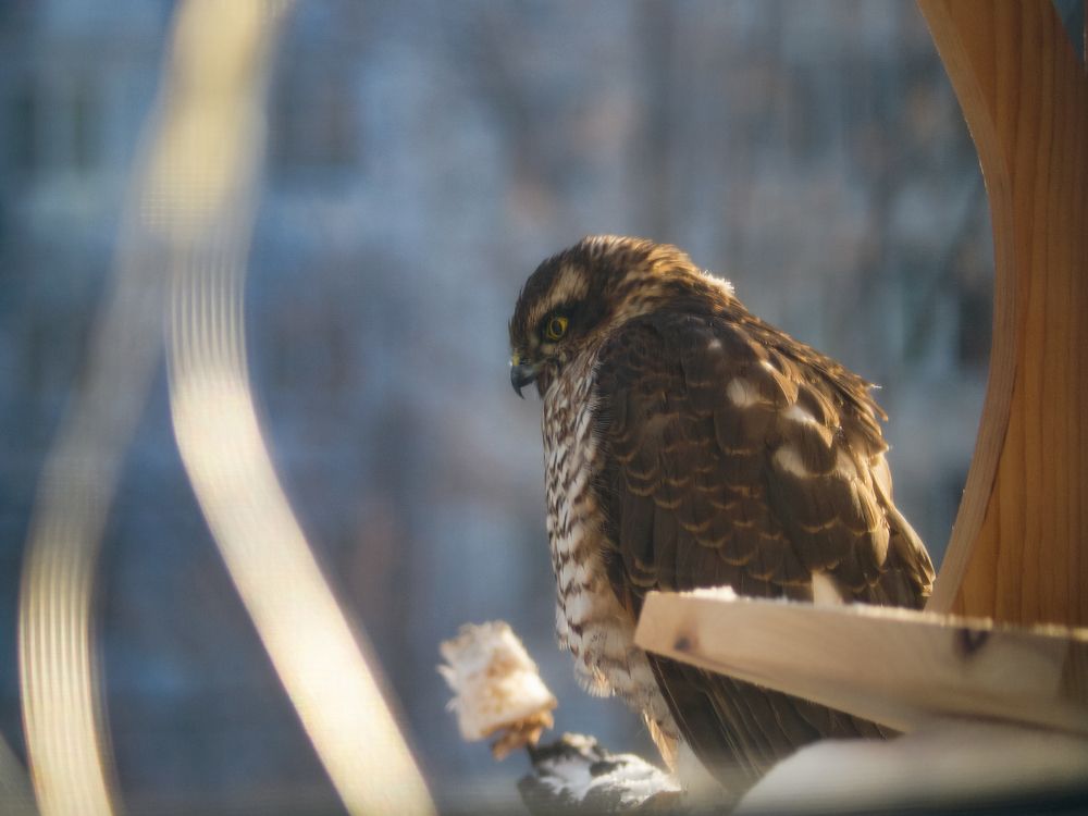 Ястреб - перепелятник