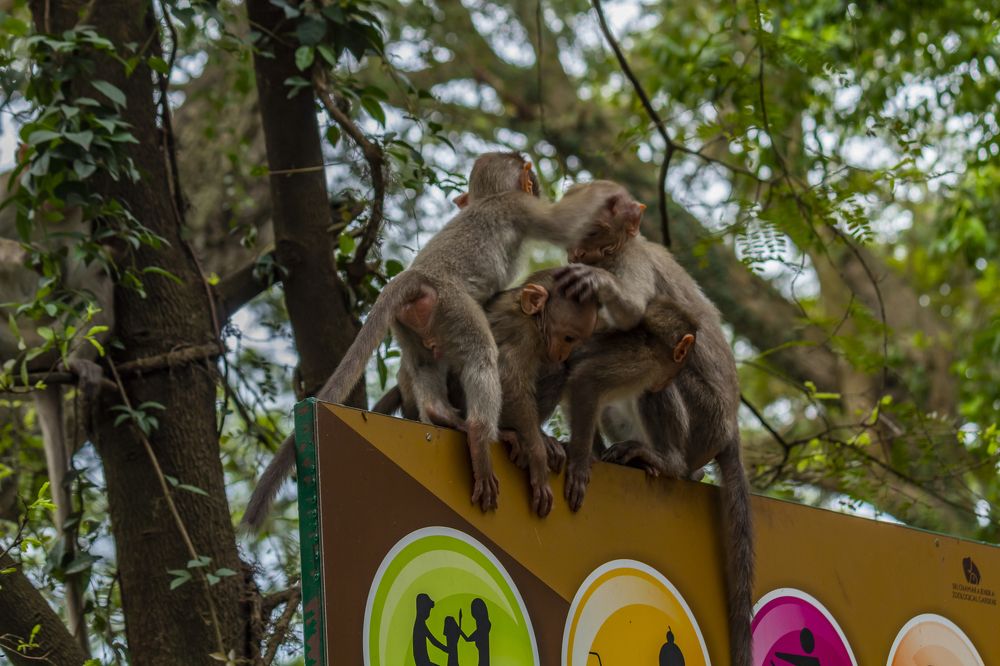 Photograph by Shalini Jain