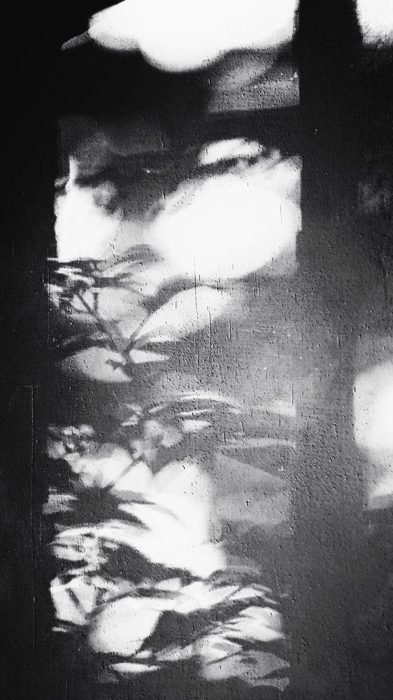 Photo #10812644