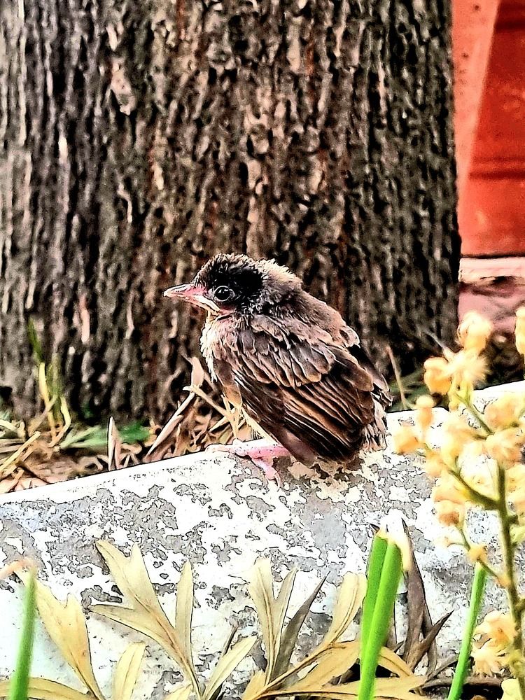 Photograph by Nidhi Singh