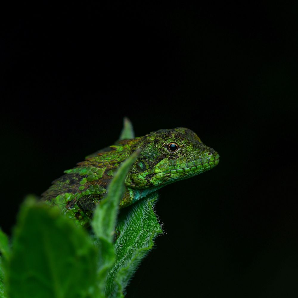 Photograph by Nelsa Muhammed