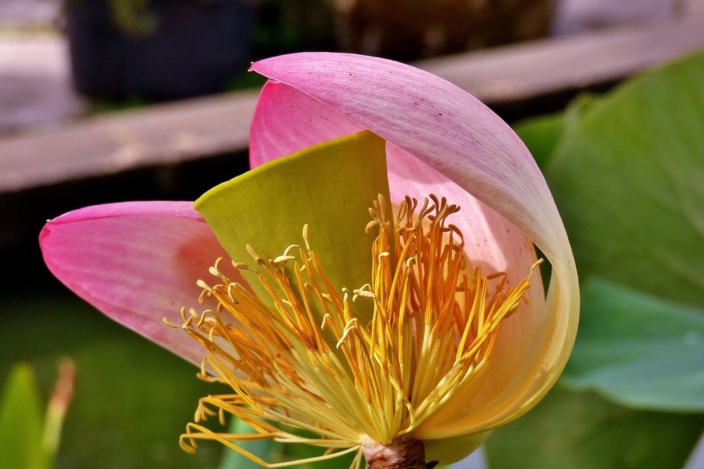 Photograph by backareva irina