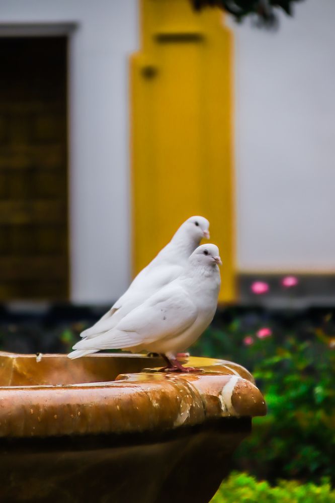 Photograph by DONG HAN CHIM