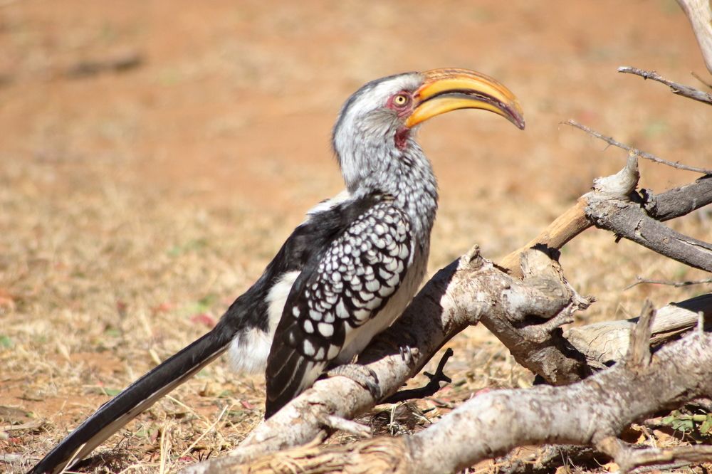 Фотография автора Nico Ebersohn