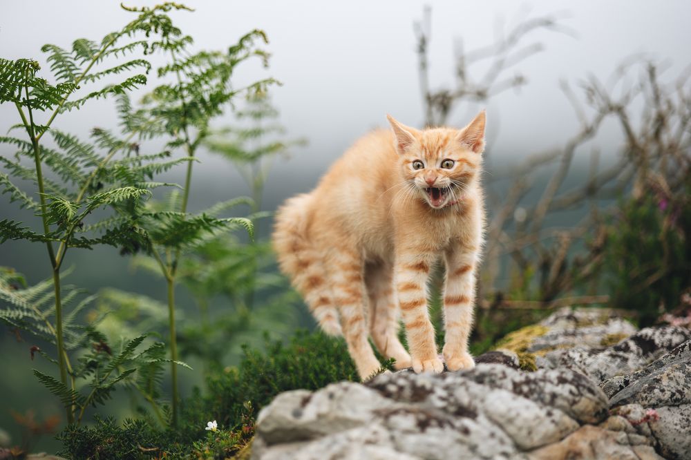 Photograph by Alma González