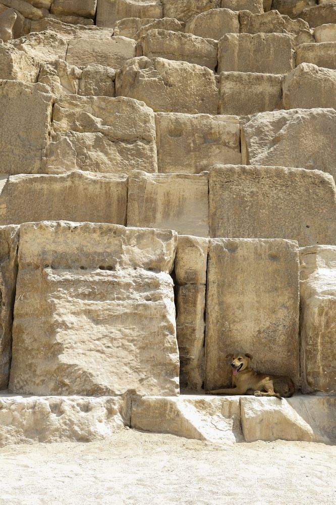Собака у пирамиды Хеопса