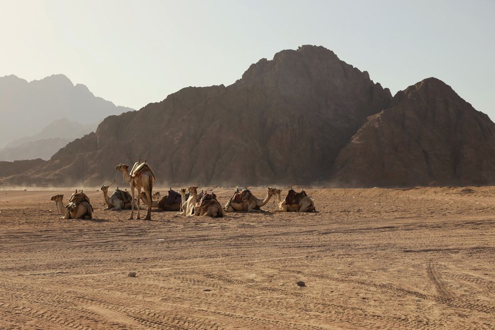 Верблюды в пустыне