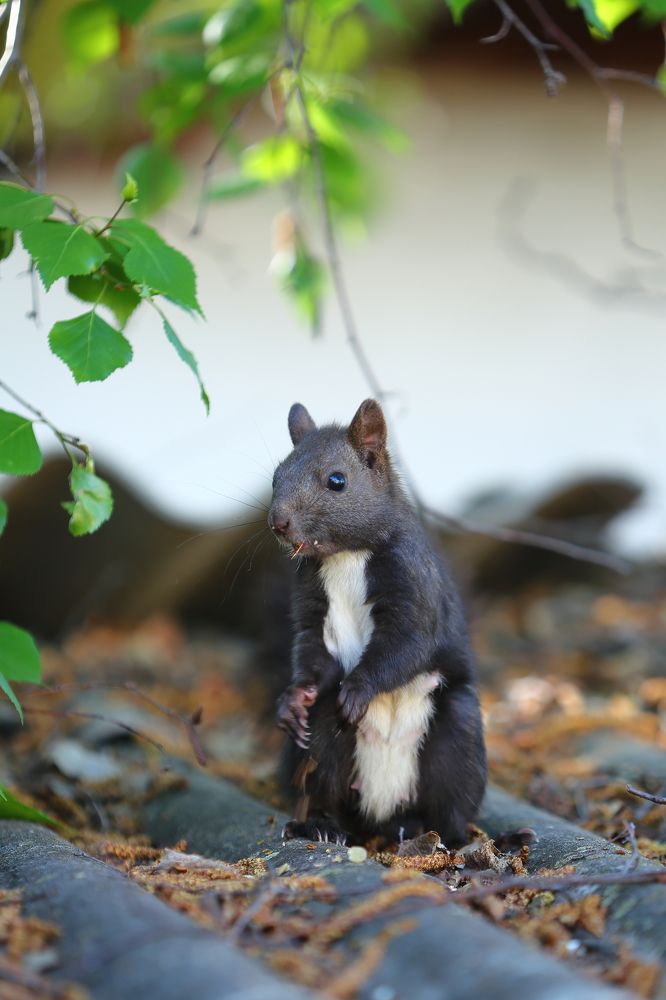 Лесная гостья