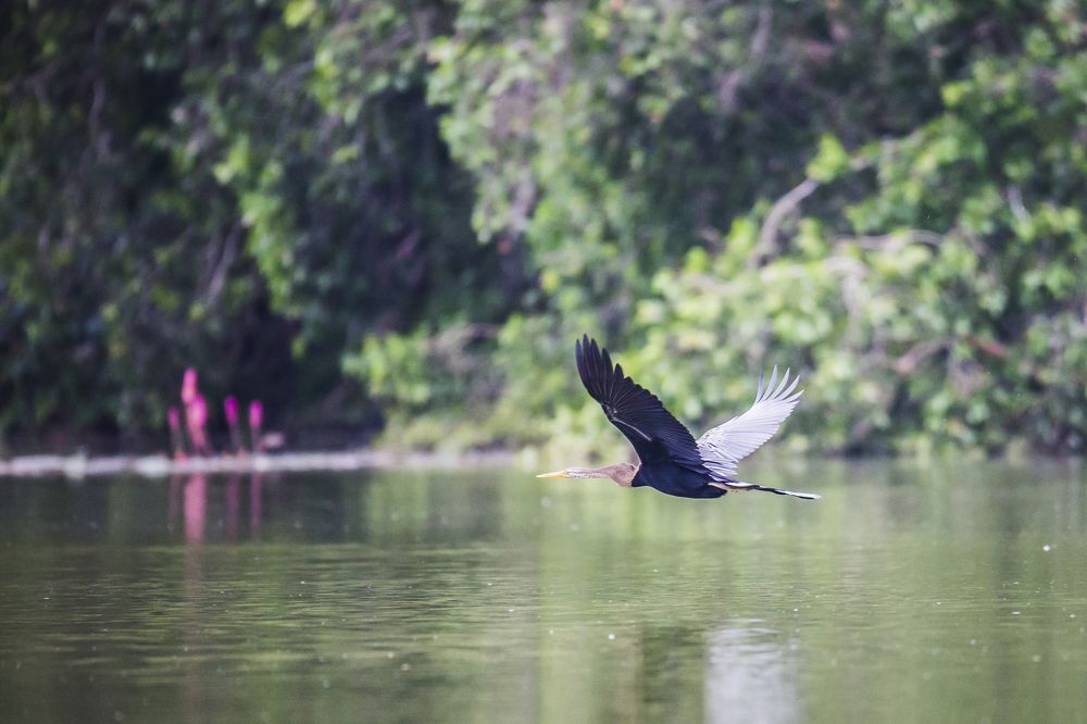 Anhinga melanogaster