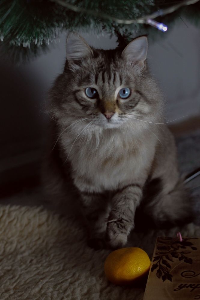 Photograph by Алёна Кибичеева