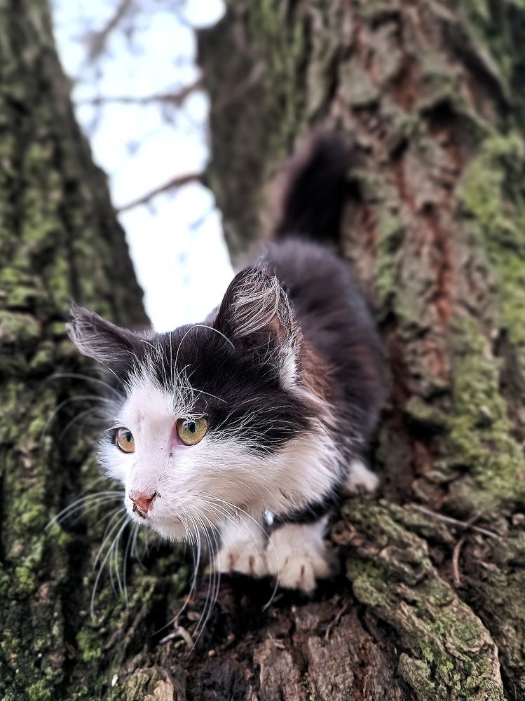 Любопытство