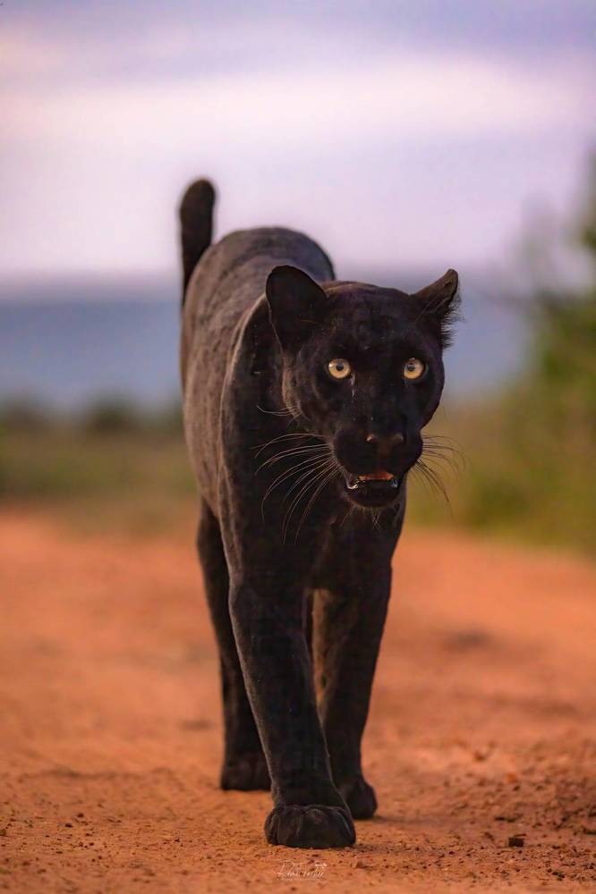 The black queen of Laikipia