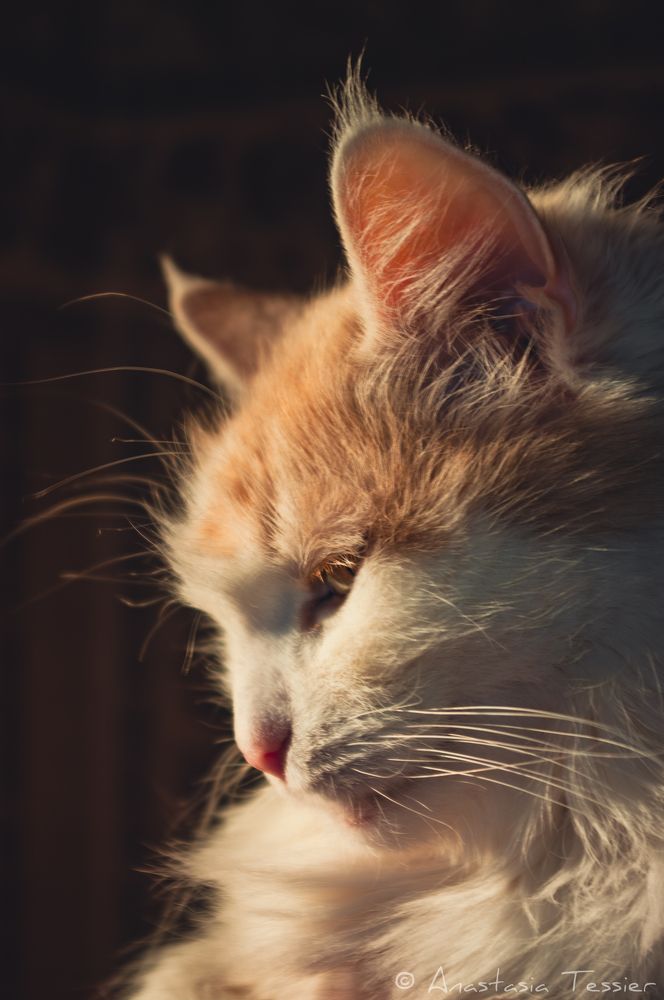 Photograph by Анастасия Блохина