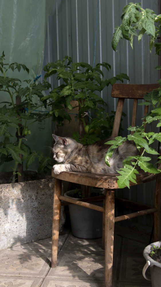 Стул венский, деревенский