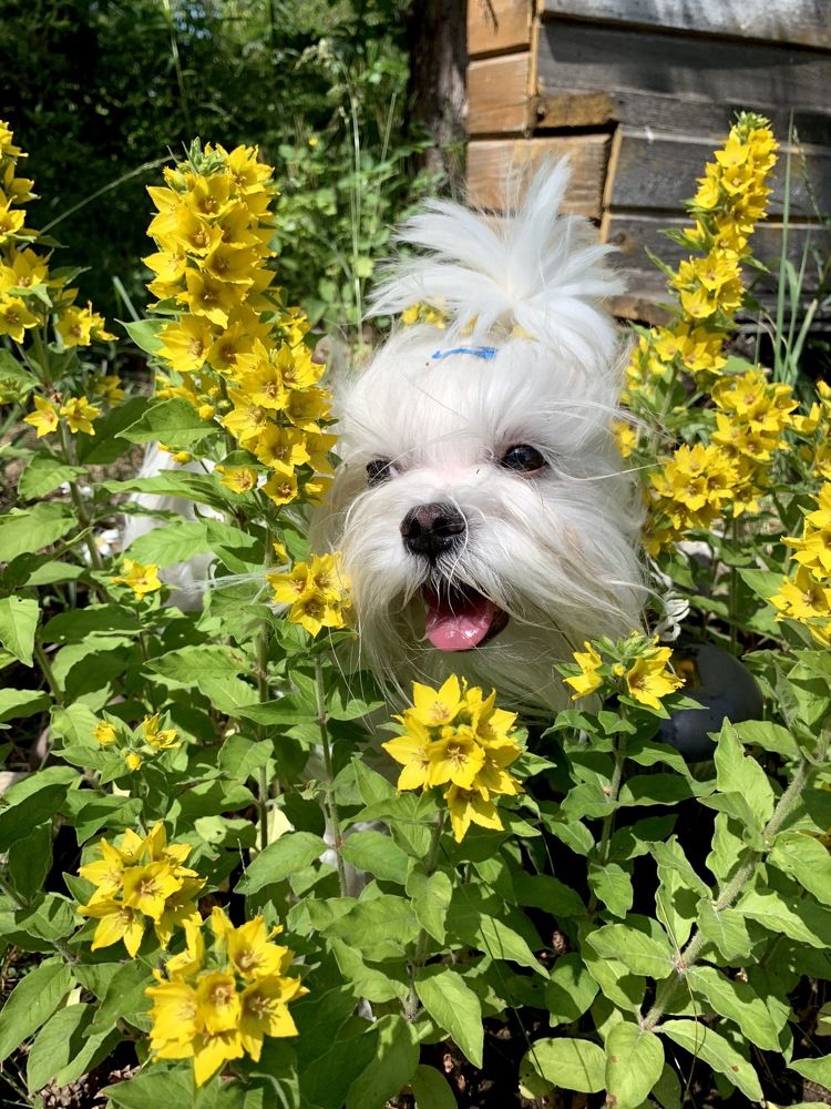 Фотография автора Olga Golubkova