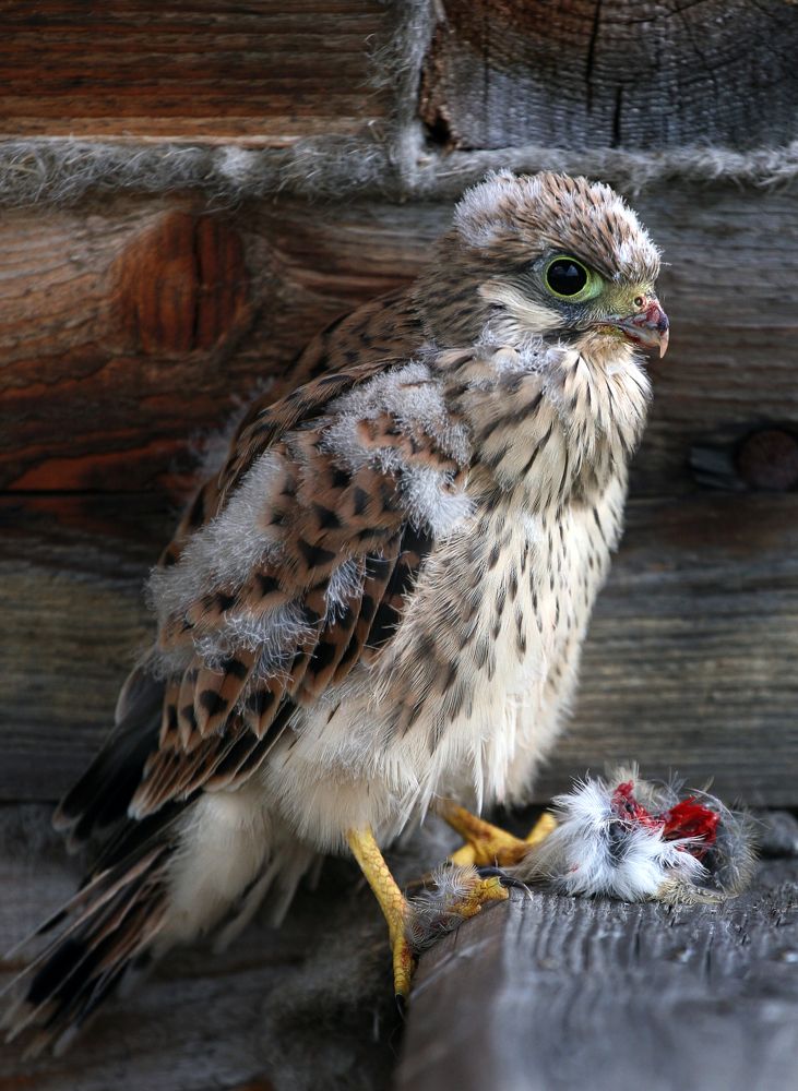 Photograph by Владимир Остапенко