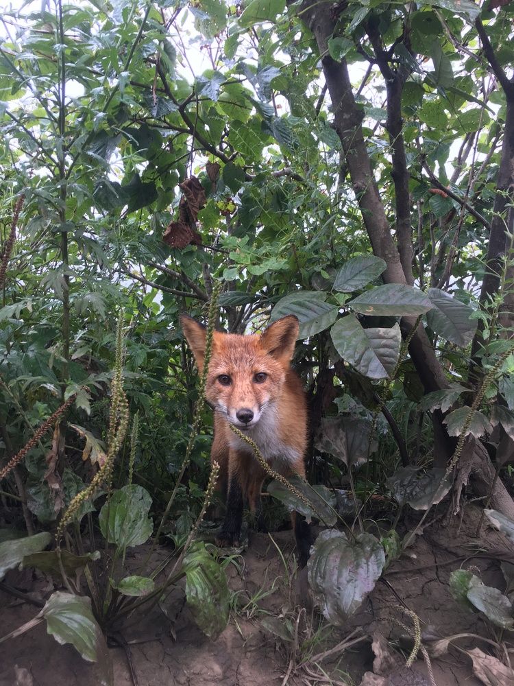 Неожиданная встреча