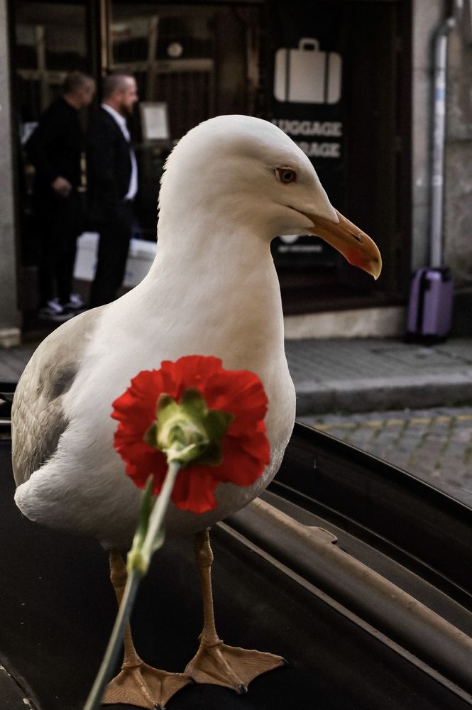 Photograph by Viyaleta Zmitrovich