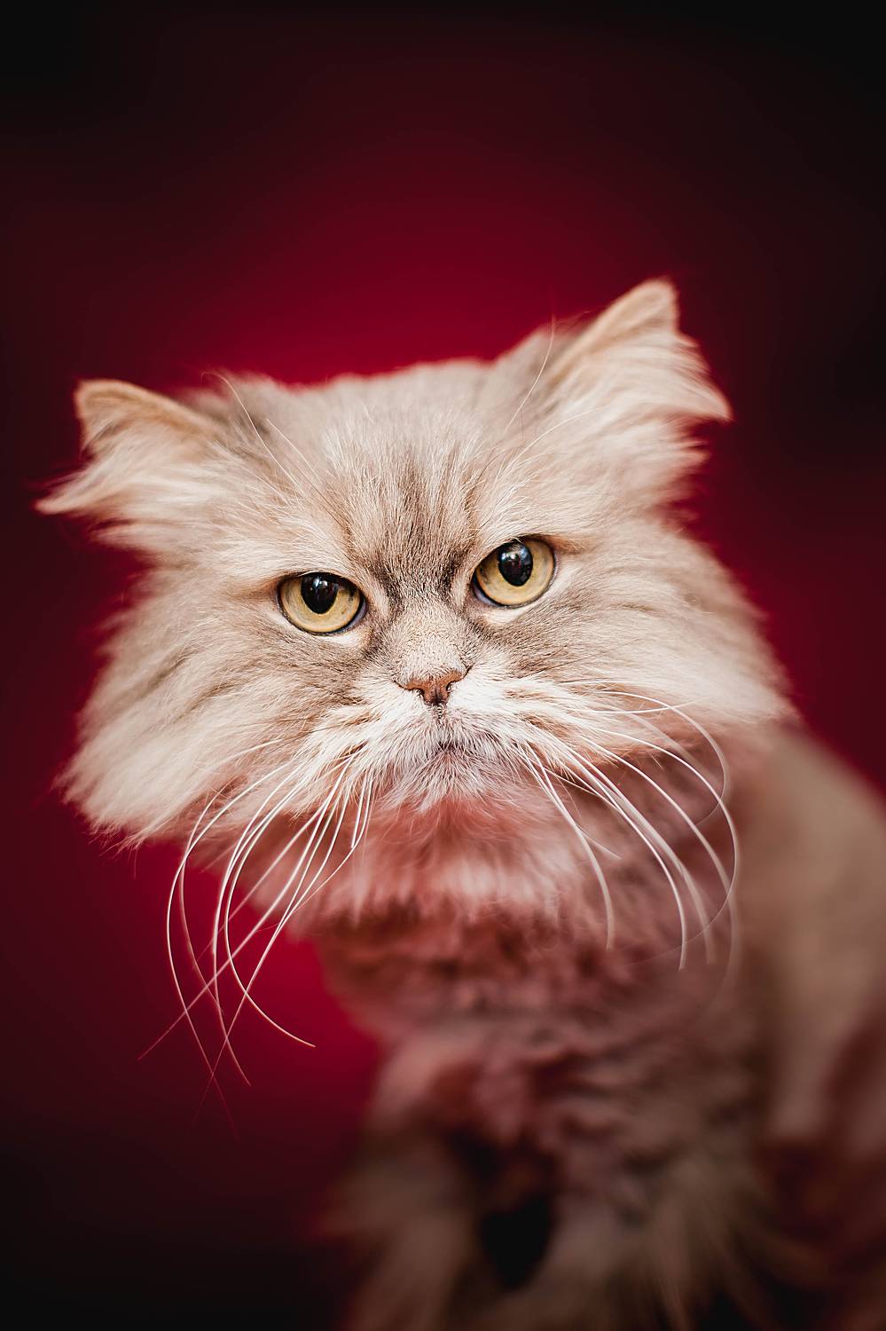 Photo #10813367